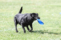 Dog Fest, LaPlata MD Disc Dogathon - Freestyle